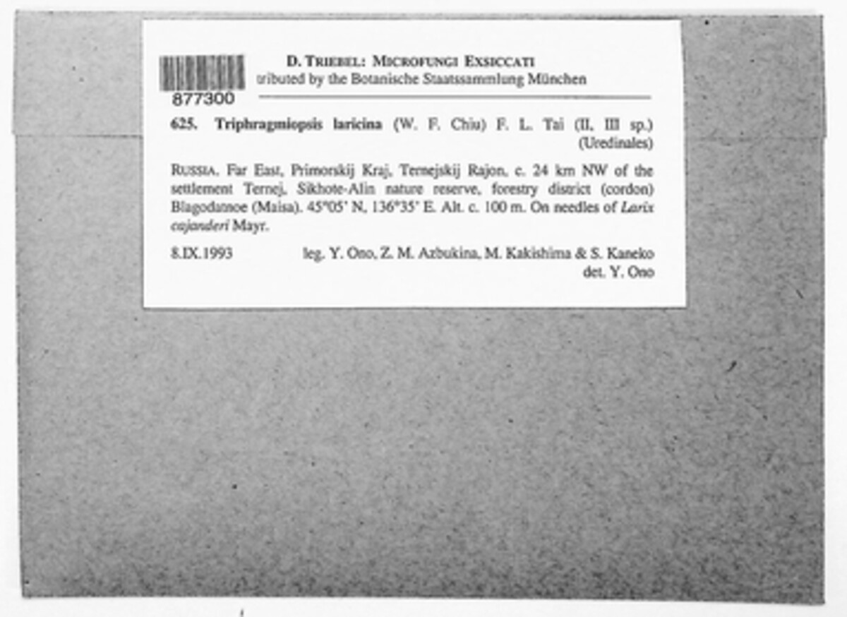 Triphragmiopsis laricina image